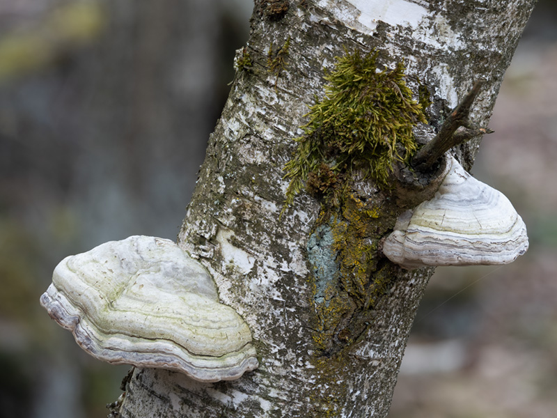 Fomes fomentarius